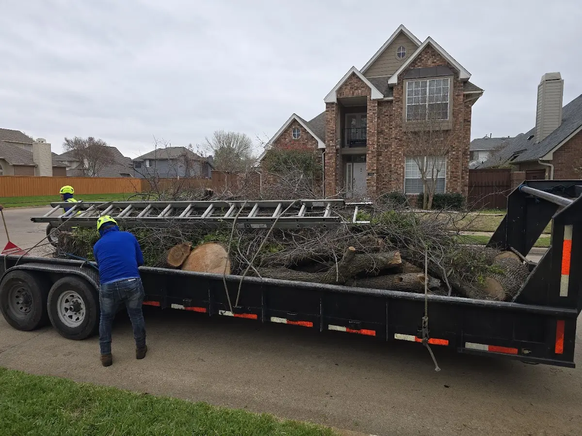 Expert Tree Removal with proper safety equipment in Franklin
